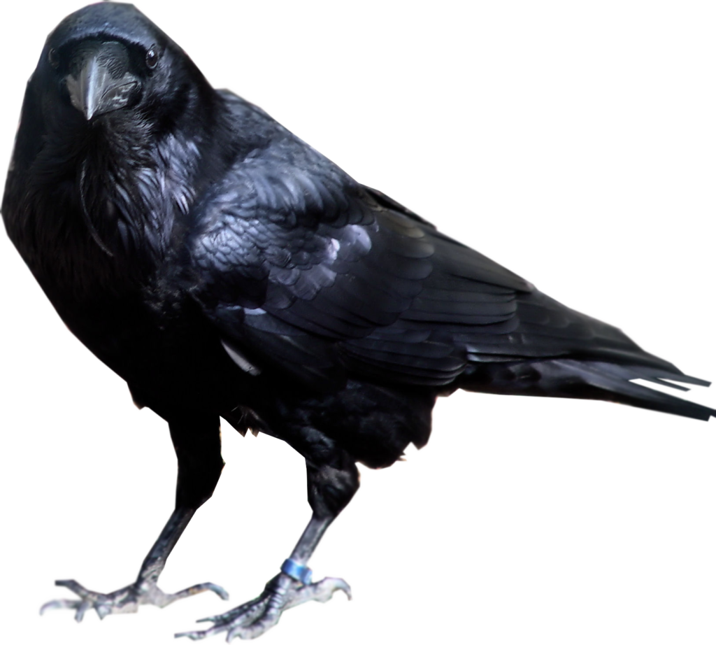 Raven Bird Transparent Background1 - Raven Transparent Background (1024x922), Png Download