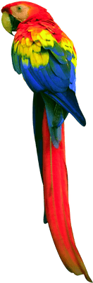 Parrot Transparent (400x400), Png Download