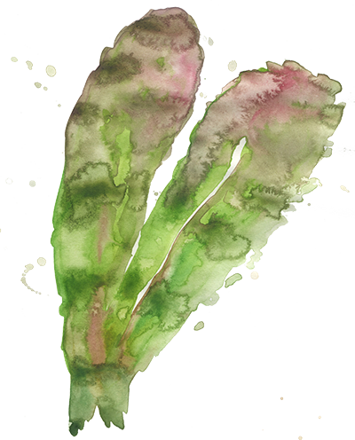 Watercolor - Lettuce (400x496), Png Download