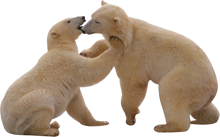 Best Free Polar Bear Png Image - White Bear Png (710x441), Png Download
