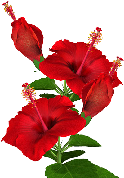 Hibiscus Plant Png - Anther And Filament Hibiscus (400x573), Png Download