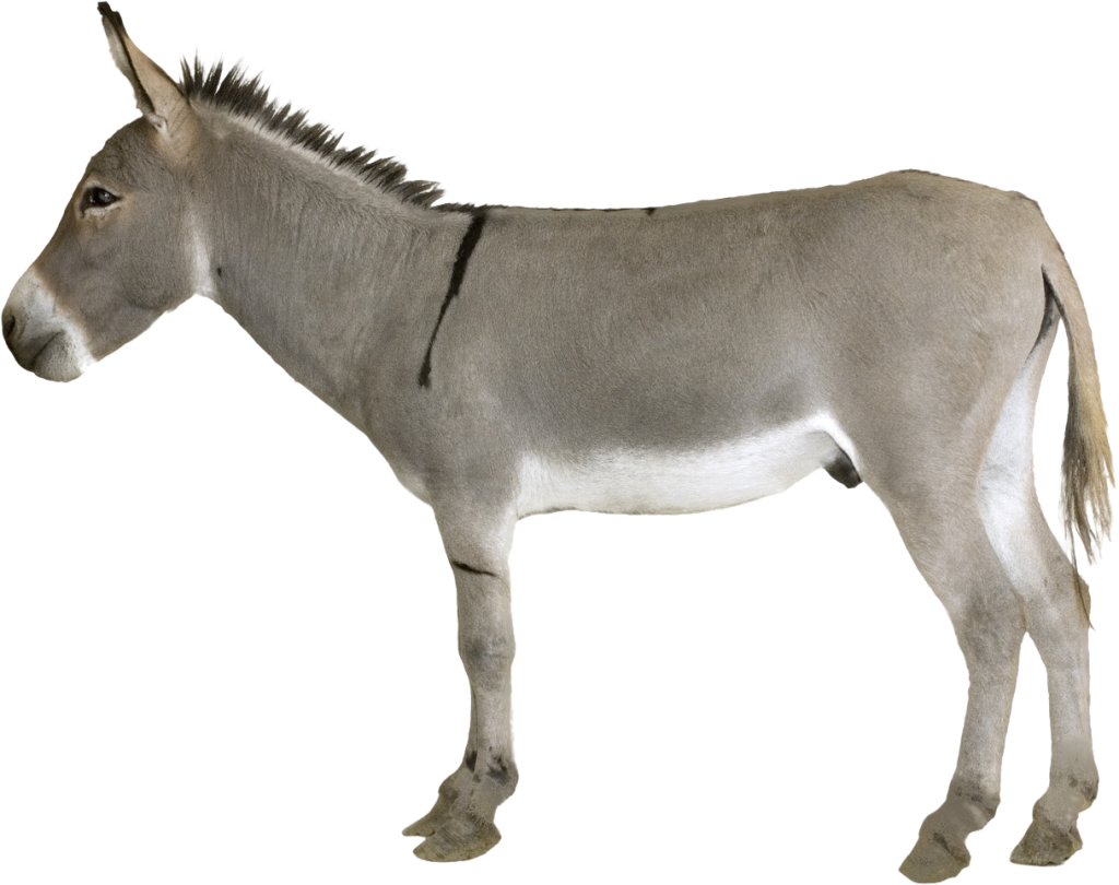 Donkey Png Transparent - Donkey Png (1024x810), Png Download