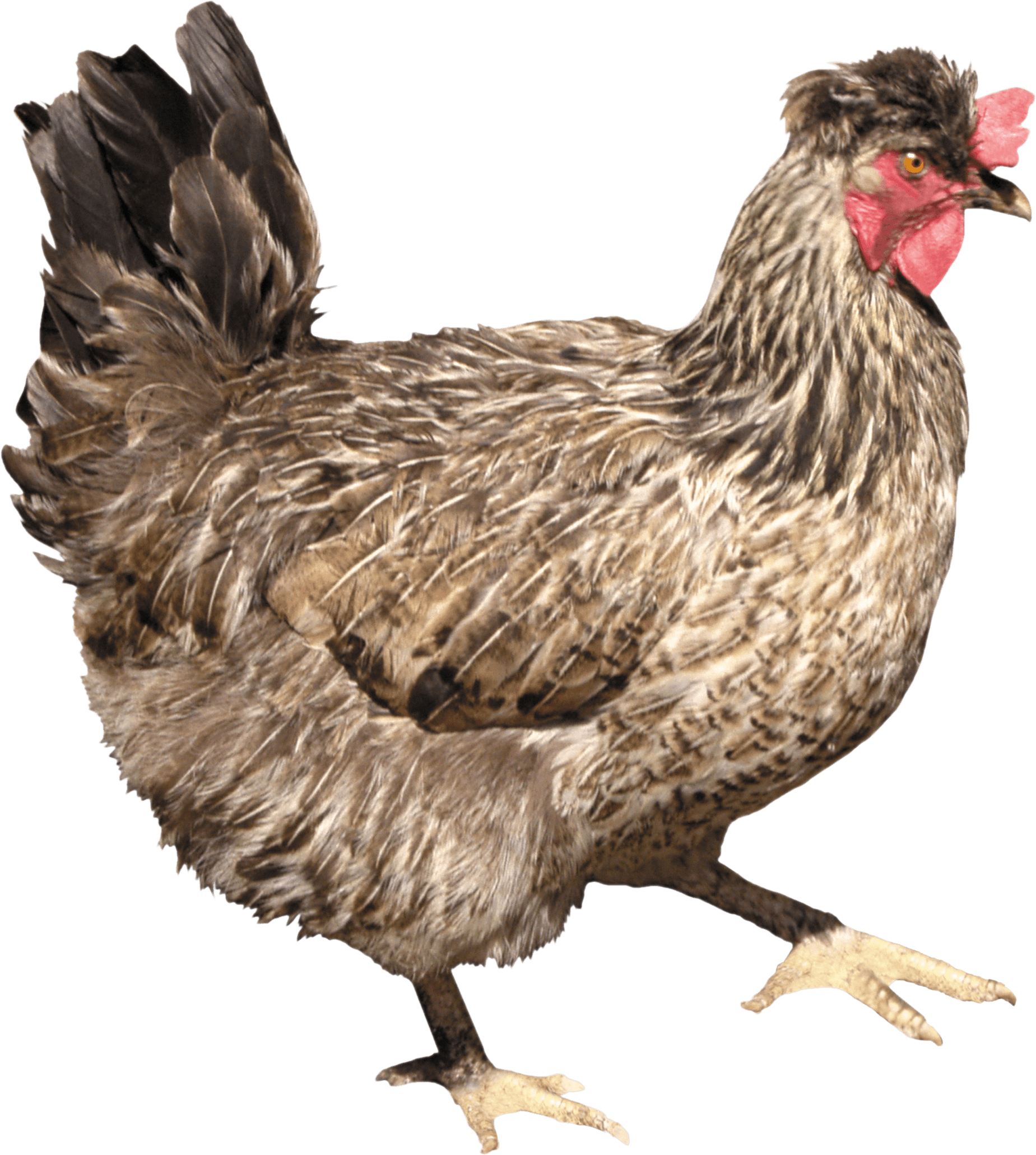 Brown Chicken Side Png Image - Chicken Png (1849x2061), Png Download