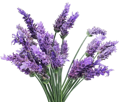 Lavender Bunch - Lavender Transparent (400x400), Png Download