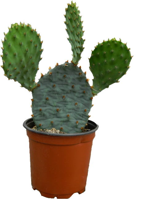 Cactus Plant Png Photos - Cactus Png (499x684), Png Download
