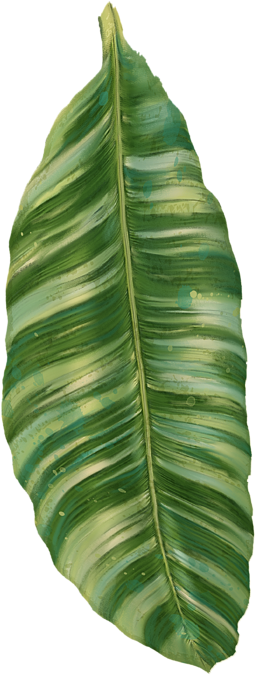 Banana Leaf Png - Tropical Leaves Transparent Png (350x700), Png Download