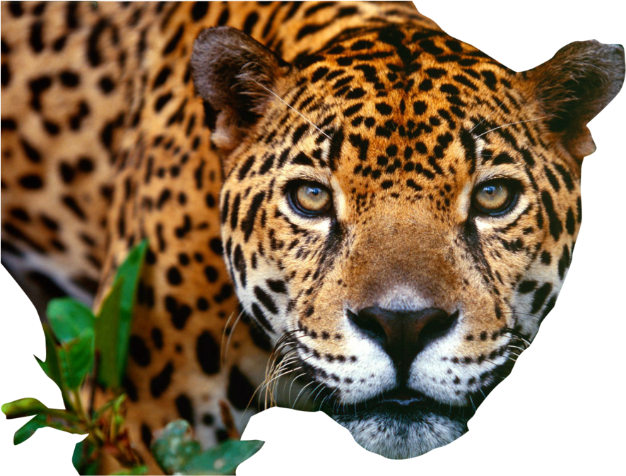 Download - Png Jaguar (900x675), Png Download