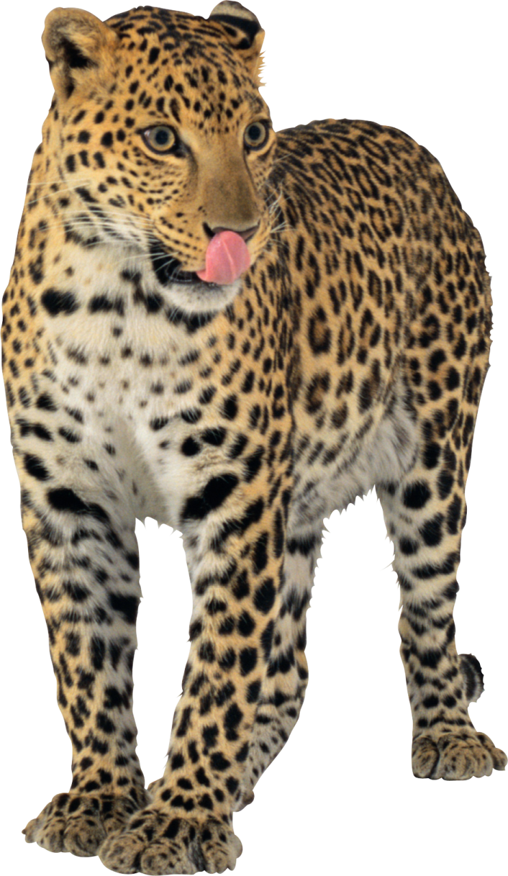 Jaguar Transparent (742x1280), Png Download