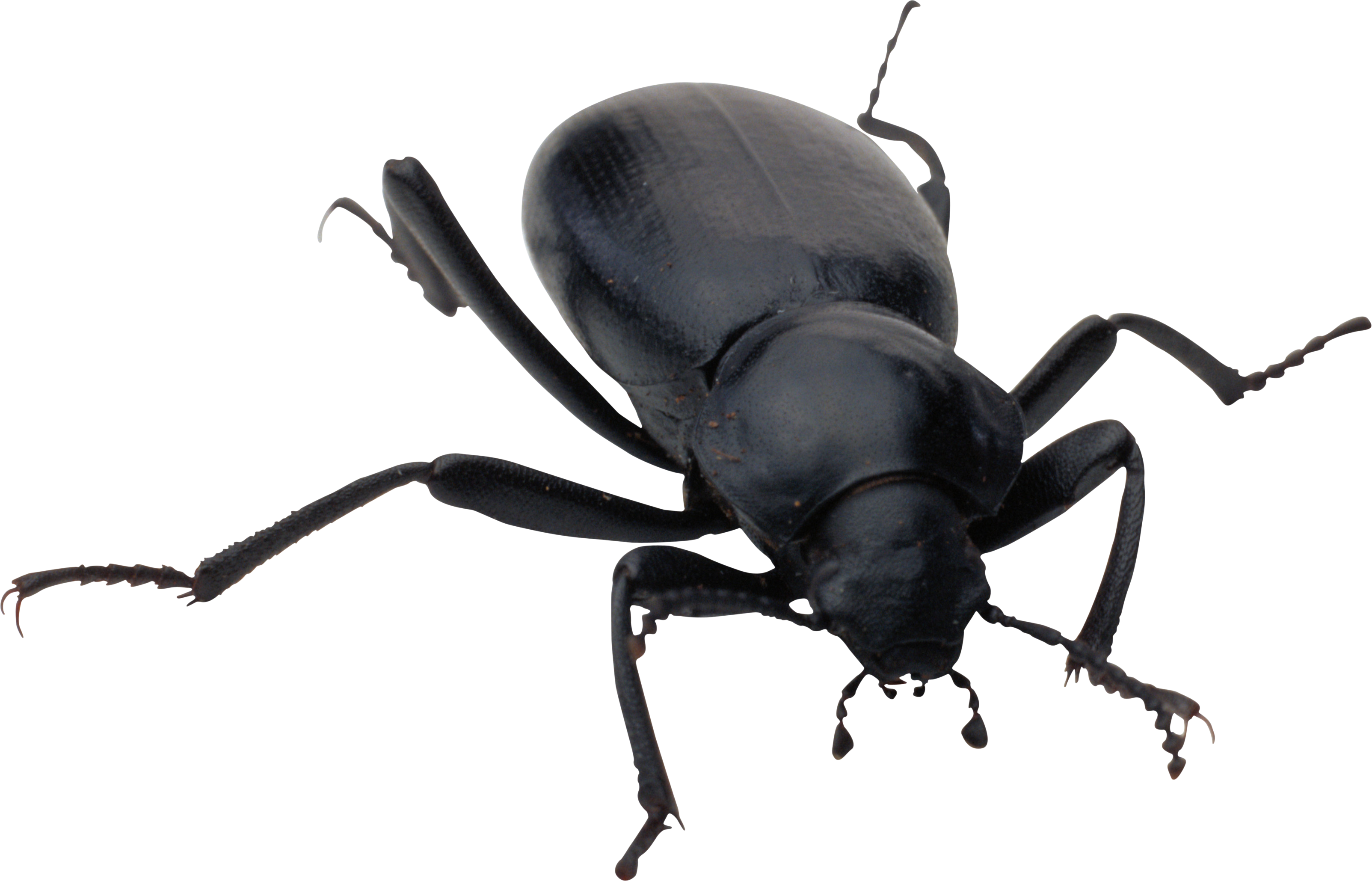 Bug Png Image - Bug Png (3207x2059), Png Download
