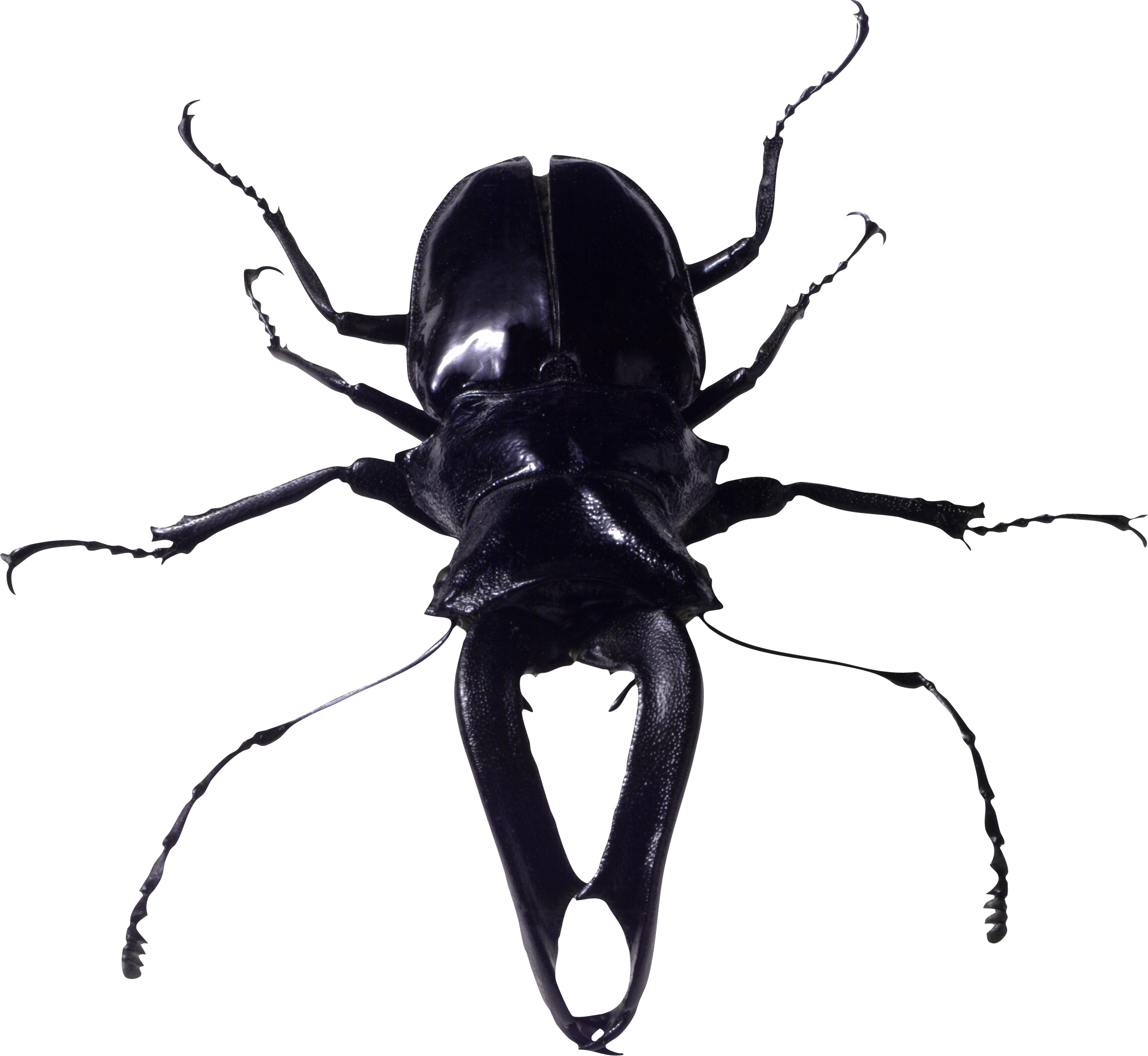 Bug Png Image - Big Black Bug (2070x1904), Png Download