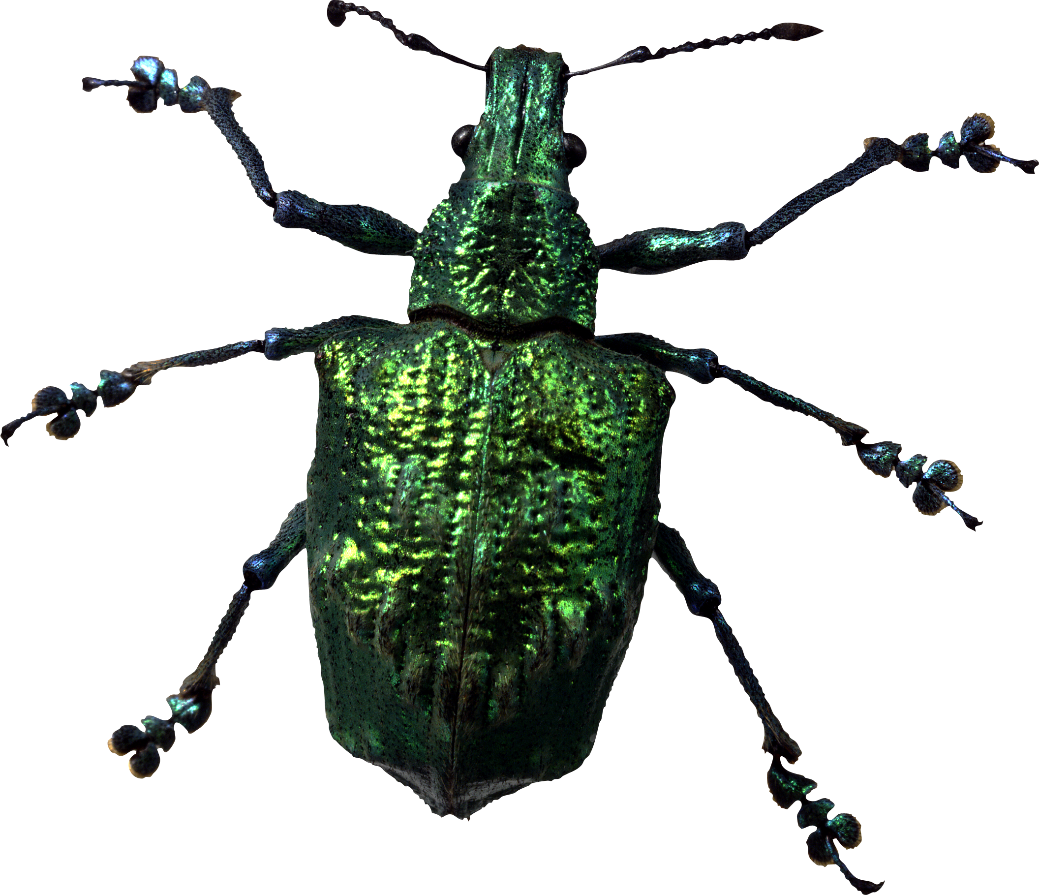 Insect Bug Png Image - Png Bugs (2112x1819), Png Download