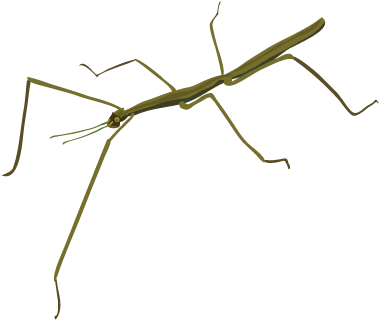 201412 Stick Insect - Portable Network Graphics (400x400), Png Download