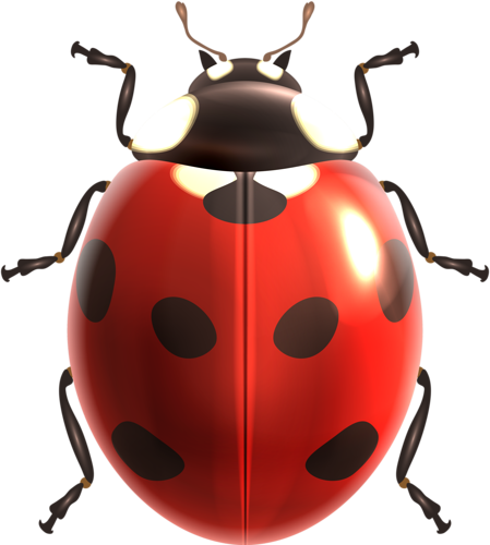 Ladybugs, Insects, Clip Art, Butterflies, Animaux, - Ladybug On White Background (449x500), Png Download