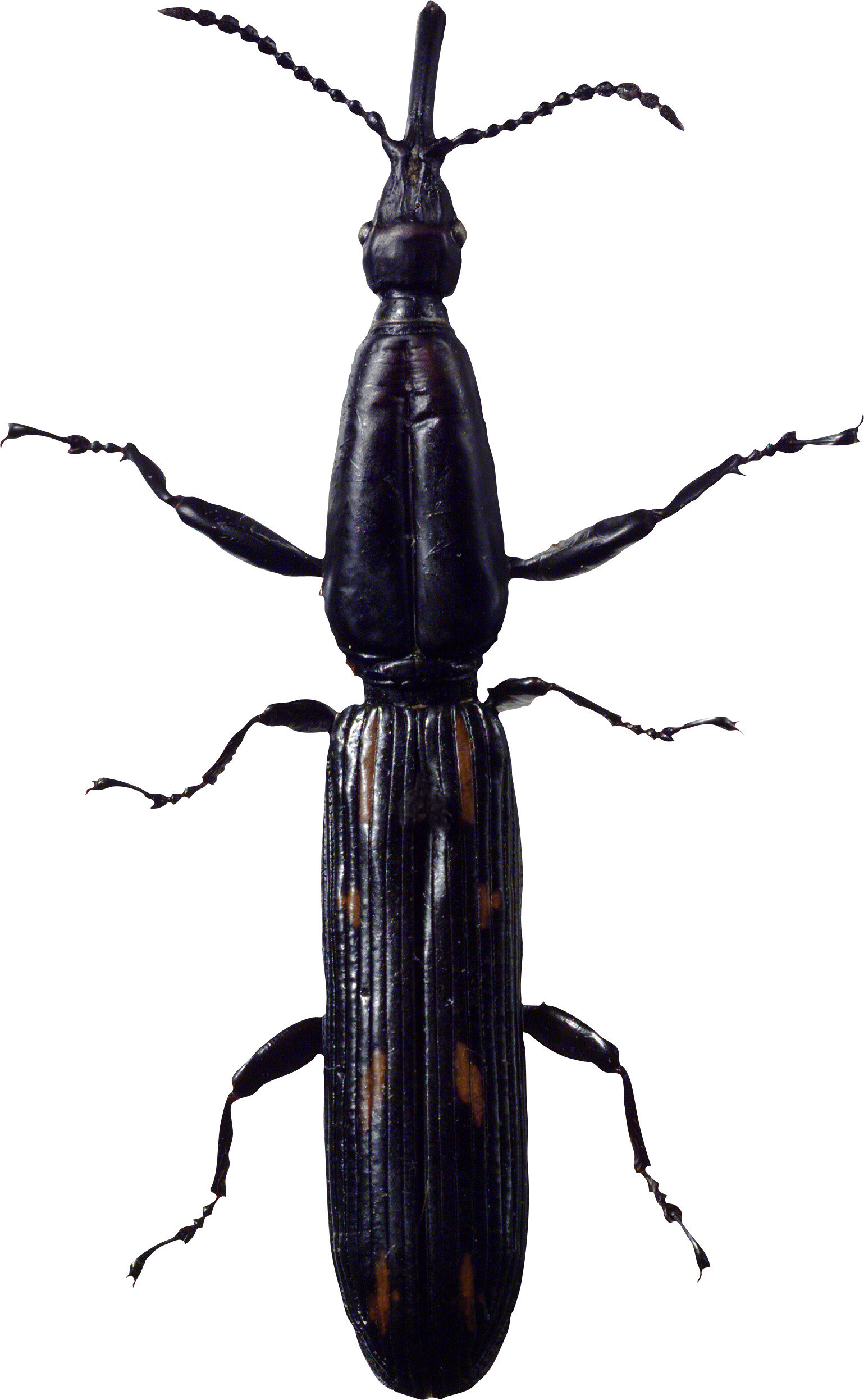 Bug Png Image - Long Beetle (1539x2493), Png Download