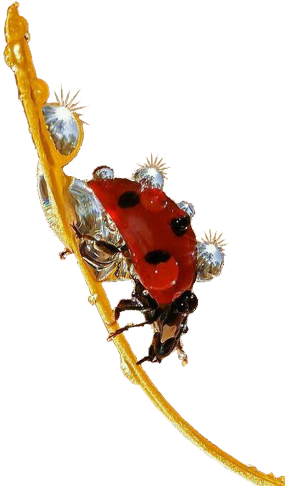 Ladybug Insect Png Free Download - Ladybird Beetle (602x1022), Png Download