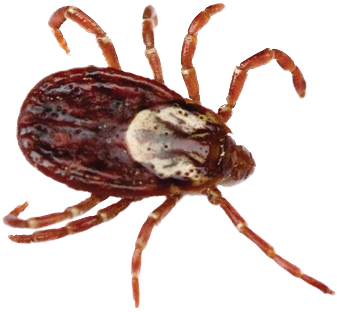 Transparent Bugs Tick - Wood Tick Vs Deer Tick (444x365), Png Download