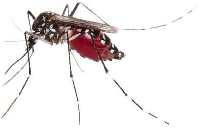 Mosquito Png Photos - Weeks Dear Bo Jackson (560x400), Png Download