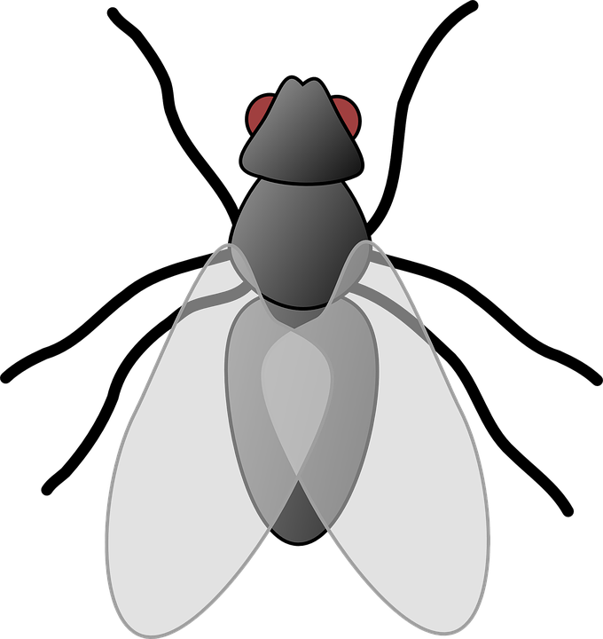 Small - Flies Clipart (564x597), Png Download