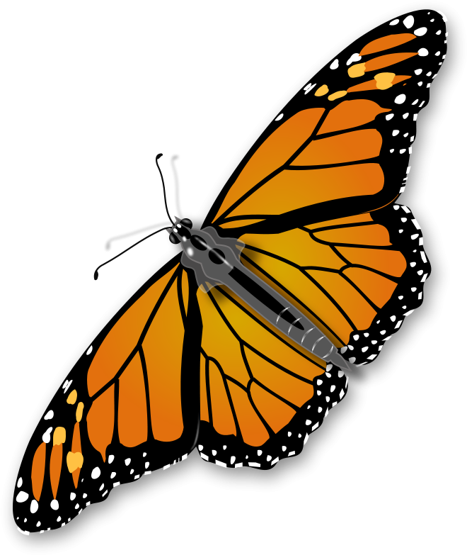 Jpg Library Stock Cricket Clipart Insect - Butterfly Png (691x800), Png Download