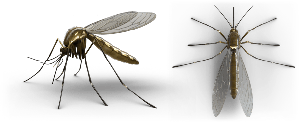 Don't Bite Me, Bro - Mosquito Png Raid (620x250), Png Download