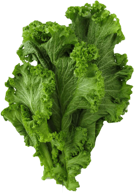 Free Png Mustard Greens Png Images Transparent - Greens Png (480x664), Png Download