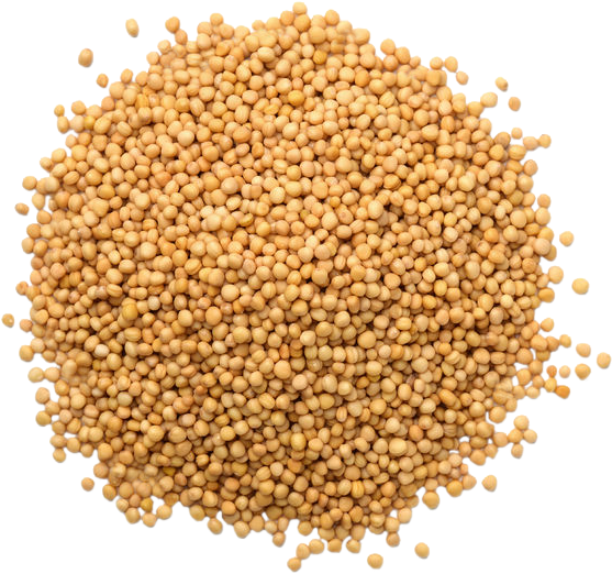 Mustard Seeds Without Bag - Food To Live Yellow Mustard Seeds (10 Pounds) (607x607), Png Download