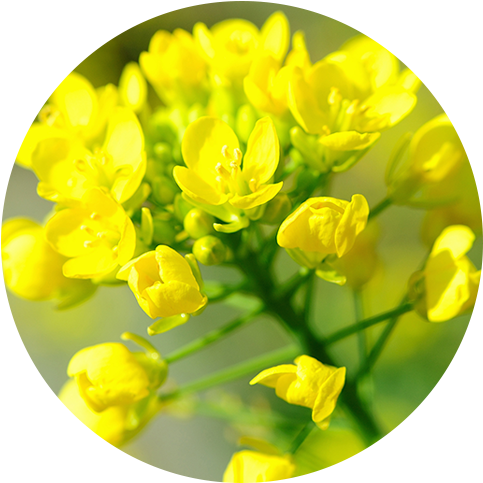 What Does The Mustard Plant Look Like - English Mustard Plant (500x500), Png Download