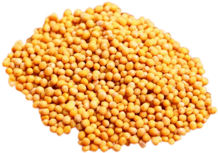 Yellow Mustard Seed - Mustard Seeds Png (500x500), Png Download