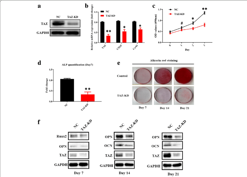 Taz Knockdown Impairs Osteogenic Differentiation Of - Adsc Osteogenic Differentiation Vegf (850x611), Png Download