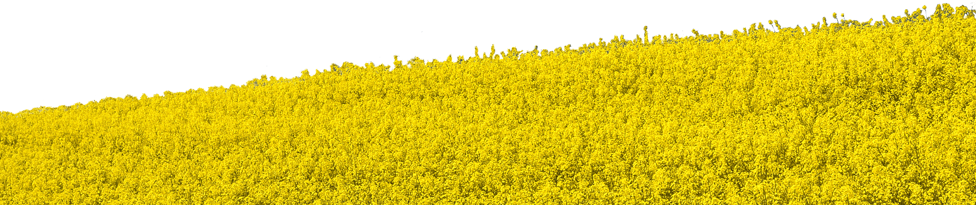 Field Png Clipart - Yellow Flower Field Png (1900x400), Png Download