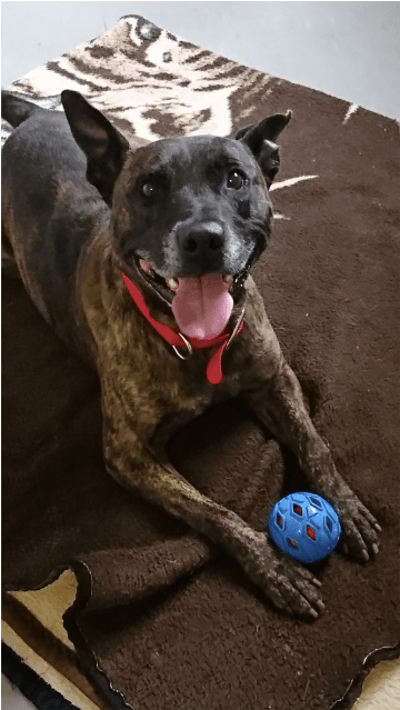 Photo Of Taz - Dog Catches Something (638x638), Png Download