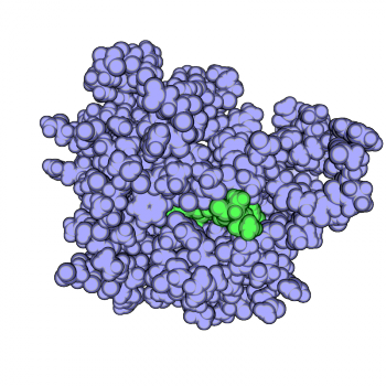 Grape (350x350), Png Download