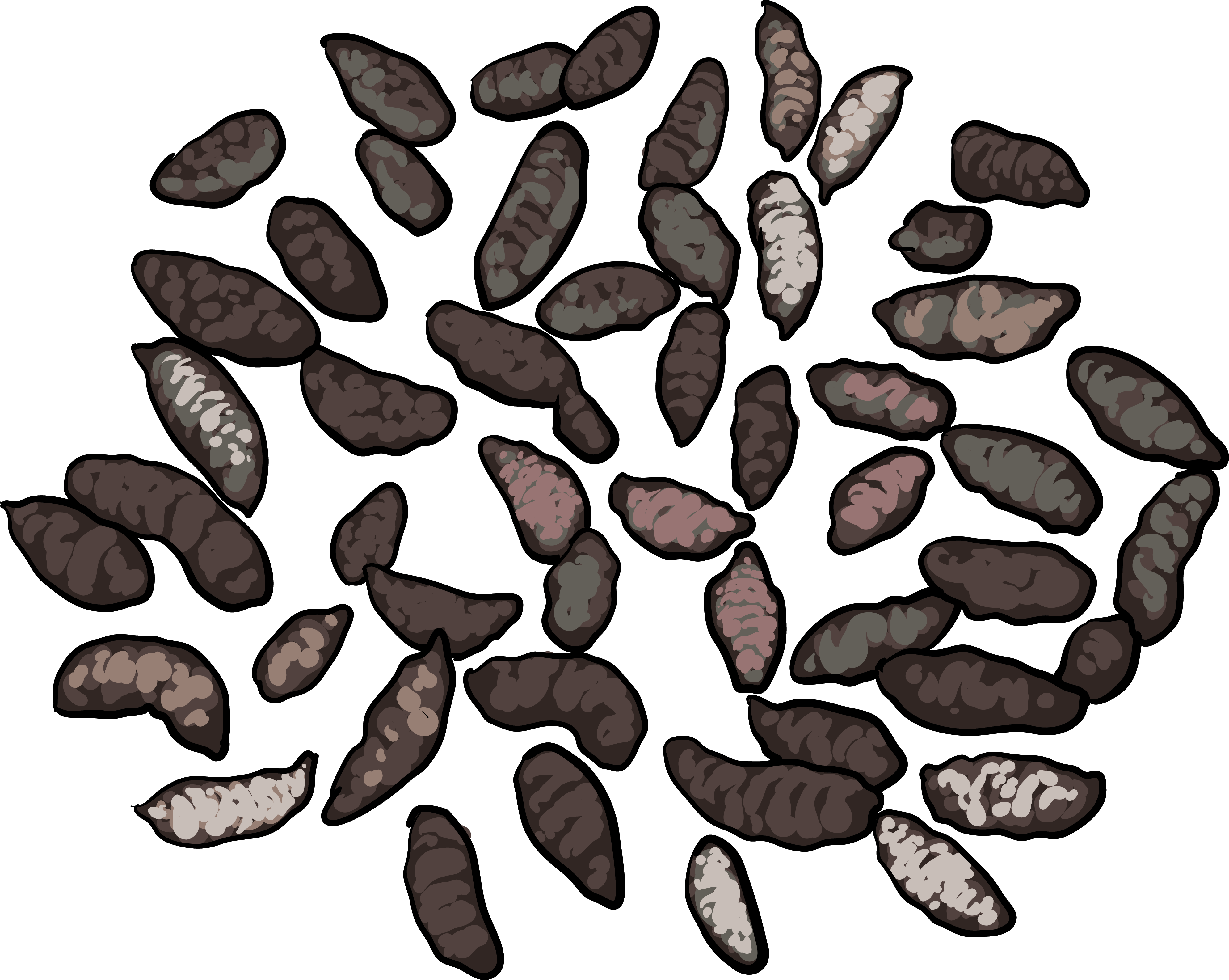 Roof Rats Droppings - Gopher Droppings (3979x3172), Png Download