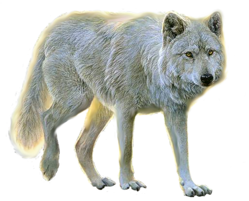 Wolf Png Image, Picture, Download - Wolf Transparent Background (500x403), Png Download