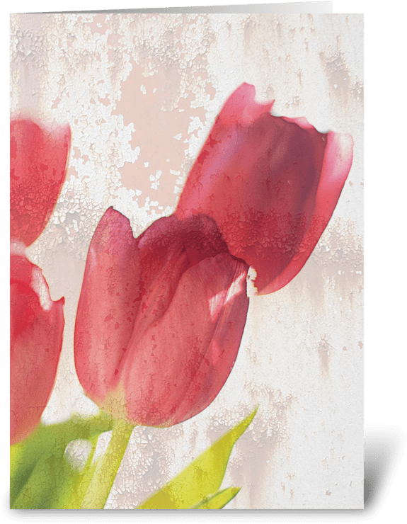 Red Tulips Greeting Card - March 2012 Calendar (350x396), Png Download