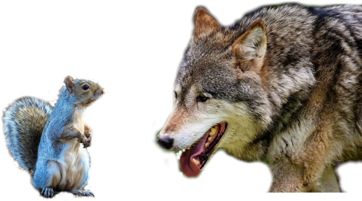 "no Puedo Entretenerme, Lo Siento, Estoy Muy Ocupado - Czechoslovakian Wolfdog (1162x660), Png Download
