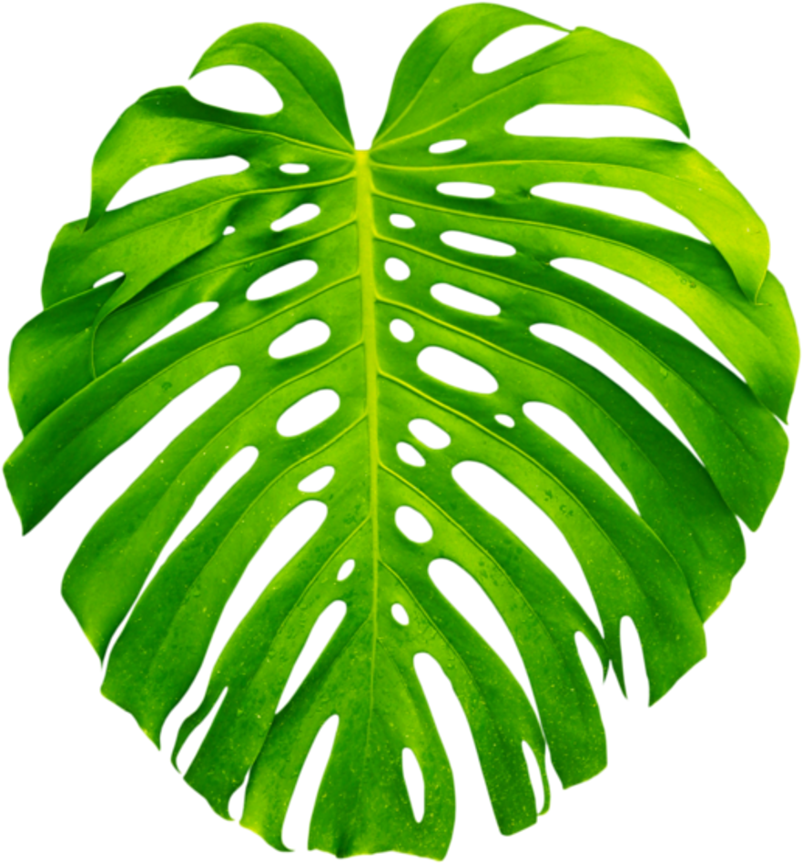 Clipart Resolution 600*600 - Transparent Tropical Plant Png (600x600), Png Download