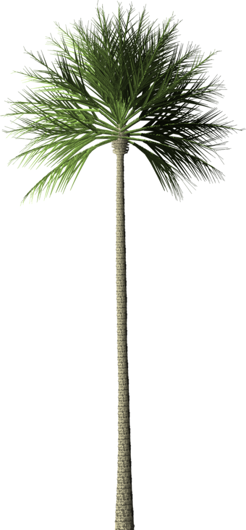 Palm Tree Isolated - Coconut Tree White Background (500x1077), Png Download