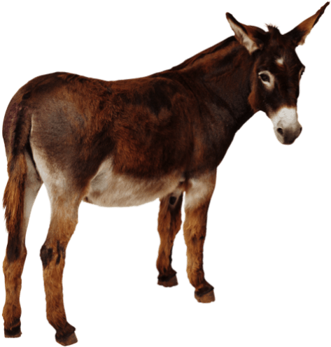 Free Png Donkey Png Images Transparent - Cafepress Donkey Throw Pillow (480x503), Png Download