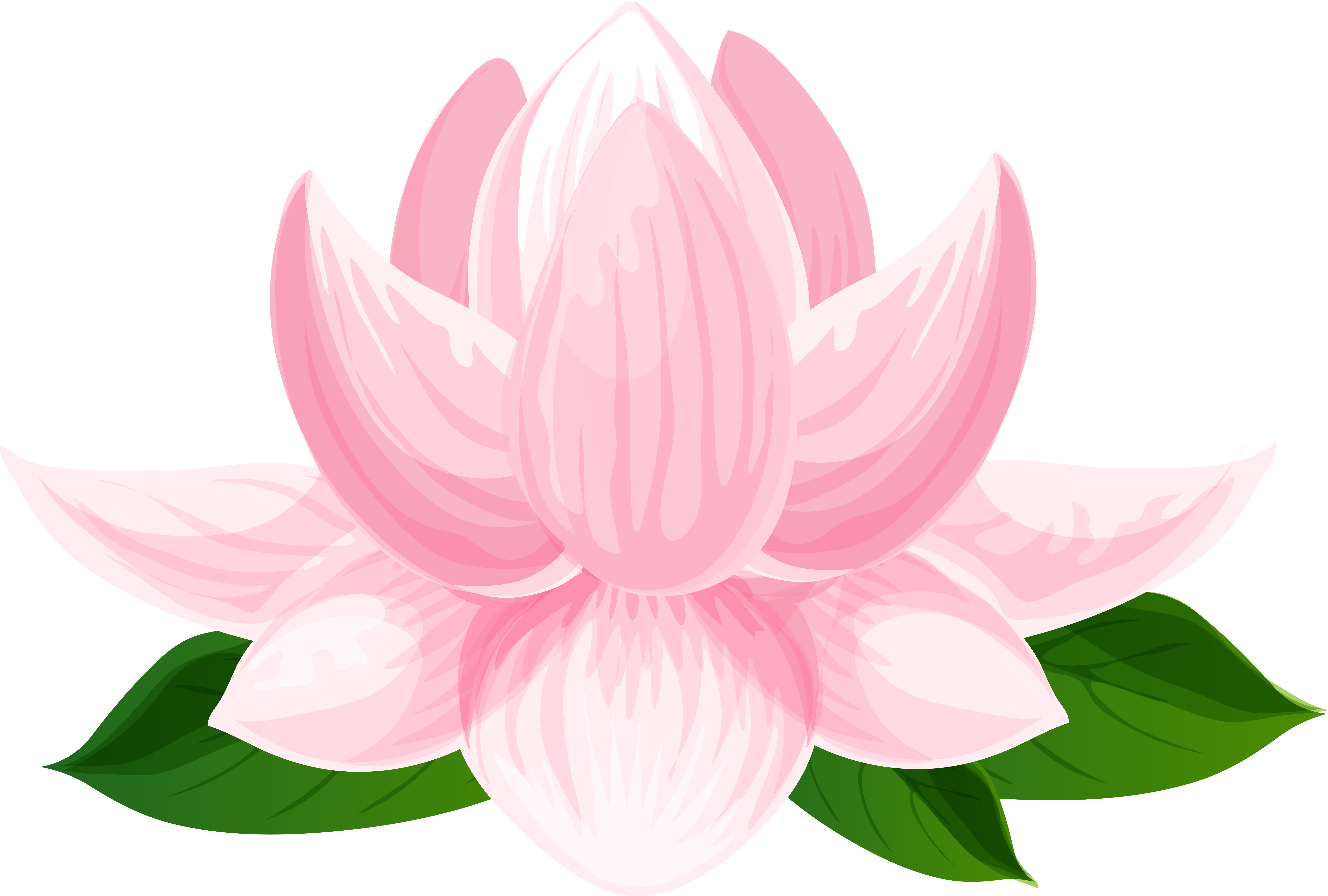 Sacred Lotus (8000x5439), Png Download
