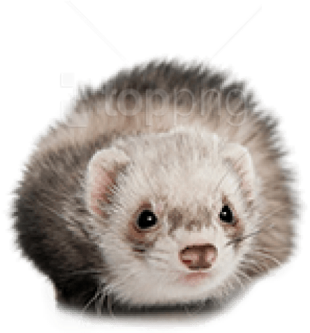 Free Png Ferret Png Images Transparent - Ferret (480x641), Png Download