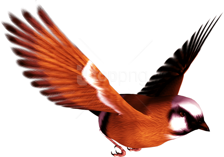 Free Png Download Birds Png Images Background Png Images - Birds Png (850x598), Png Download