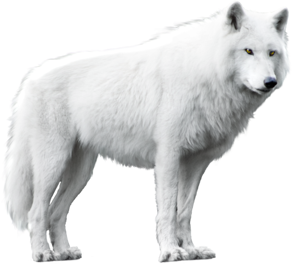 Go To Image - White Wolf Png (1024x937), Png Download