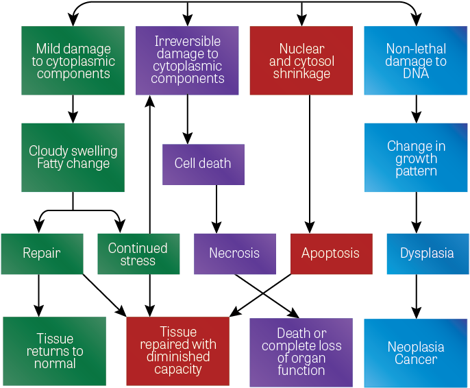 Diagram Of Four Possible Paths Taken By Cells Undergoing - Diagram (698x618), Png Download