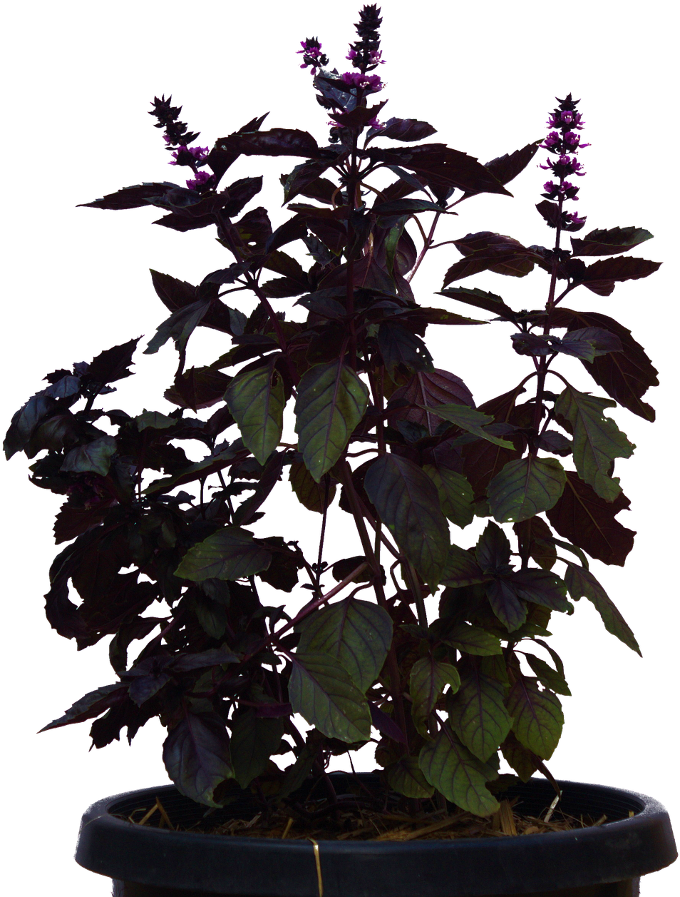 Houseplant (1036x1280), Png Download