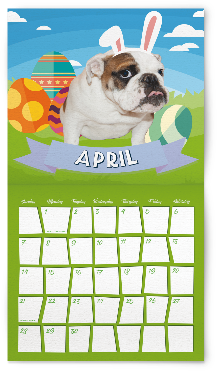 2019 English Bulldog Hanging Wall Calendar - Olde English Bulldogge (1000x1525), Png Download