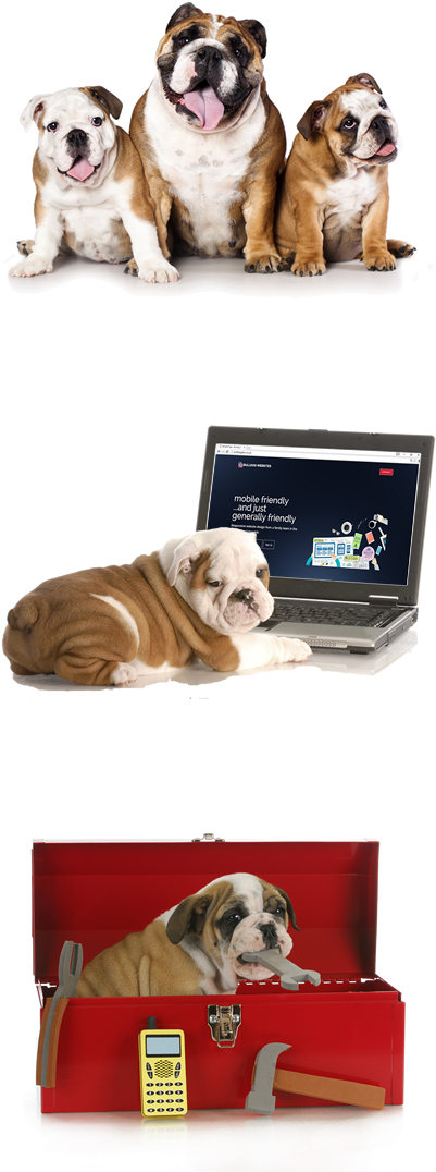 Uk Website Design And Development - French English Mastiff (400x1100), Png Download