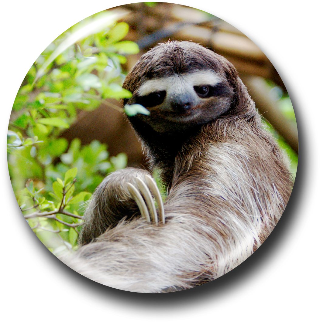 Sloth Animal - Baby Sloth Background (1200x1200), Png Download
