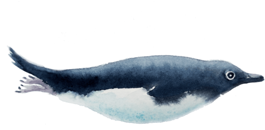 Free Png Download Watercolor Painting Png Images Background - Forage Fish (851x430), Png Download
