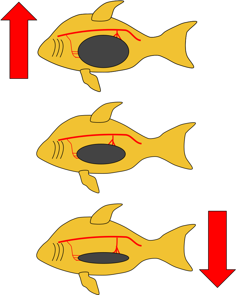 Fish Swim Bladder - Coral Reef Fish (818x1023), Png Download